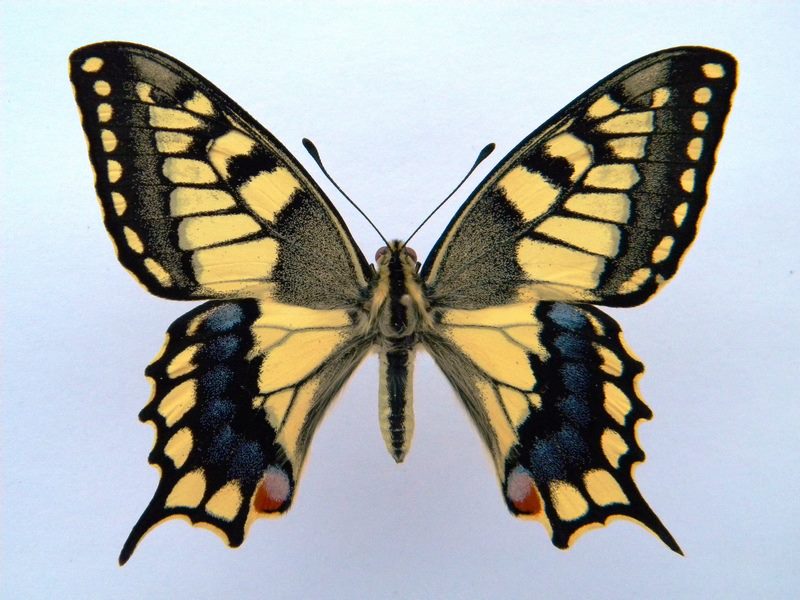 Papilio machaon (cold shock abb 8) (Internet Image property of respective owner, non-commercial use only)